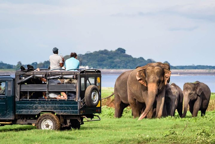 Minneriya National Park Half Day Jeep Safari - Photo 1 of 6